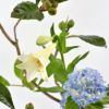夏のいけばな花材＜枇杷・鉄砲百合・紫陽花＞