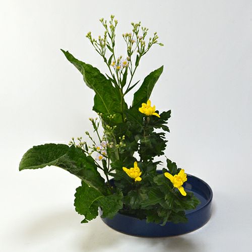 紫苑いけばな花材＜紫苑・中菊＞