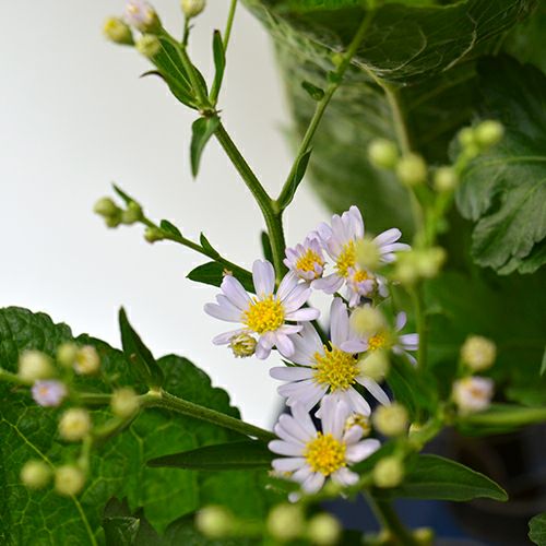 紫苑いけばな花材＜紫苑・中菊＞