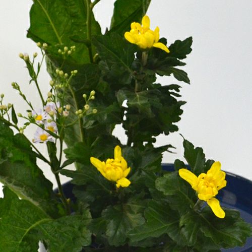 紫苑いけばな花材＜紫苑・中菊＞