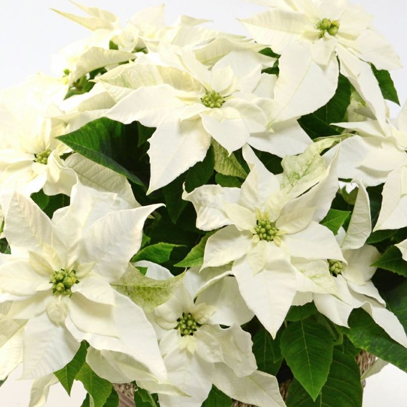 【お歳暮・クリスマス】白いプリンセチアの鉢植え