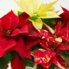 【お歳暮・クリスマス】テーブルサイズの3色のポインセチアの鉢植え