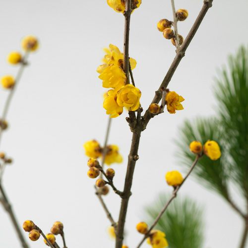 迎春いけばな花材＜蝋梅・菊・小松＞