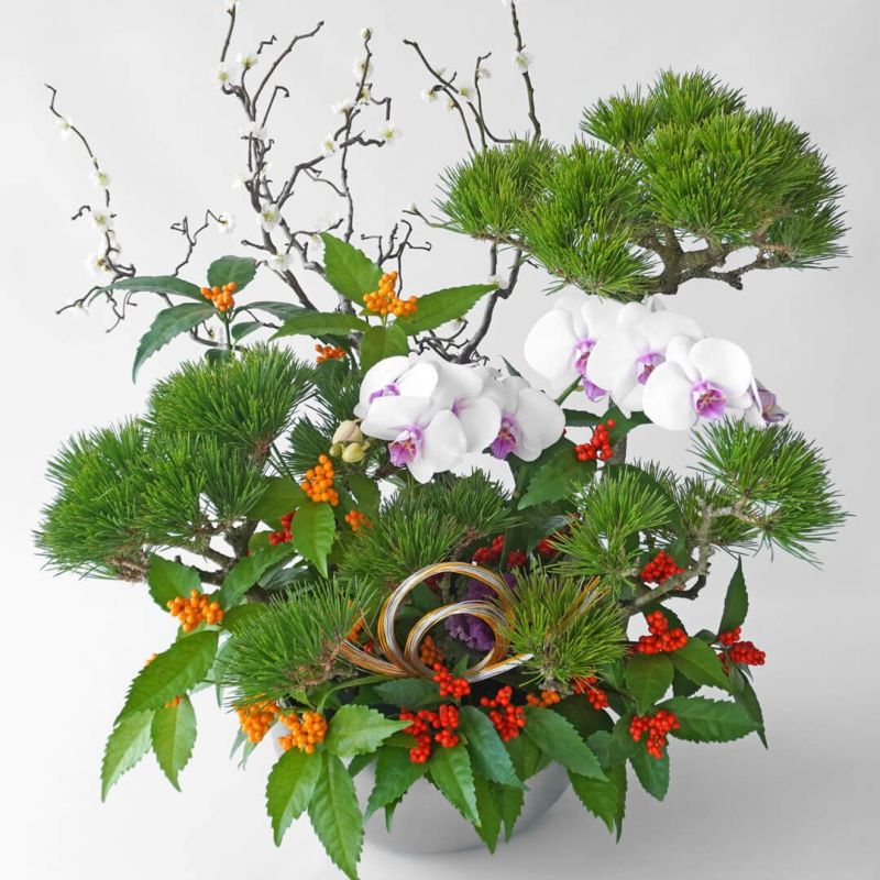 【お正月・お年賀】三光松、雲竜梅、赤いリップのミディ胡蝶蘭のアレンジメント