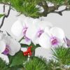 【お正月・お年賀】三光松、雲竜梅、赤いリップのミディ胡蝶蘭のアレンジメント