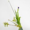 初夏のいけばな花材＜燕子花・未央柳・太藺＞