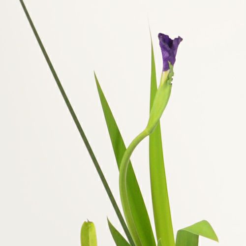 初夏のいけばな花材＜燕子花・未央柳・太藺＞