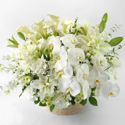胡蝶蘭の純白のアレンジメント（ご供花）