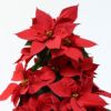 【お歳暮・クリスマス】ツリー型の赤いポインセチアの鉢植え