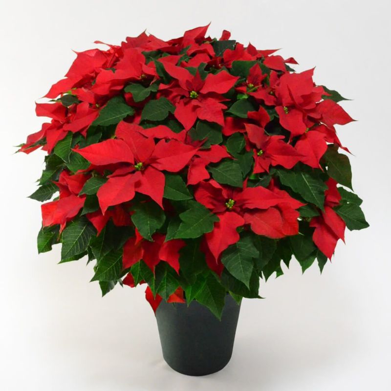 【お歳暮・クリスマス】ラージサイズの赤いポインセチアの鉢植え