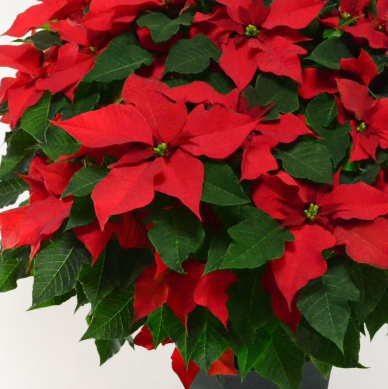 【お歳暮・クリスマス】ラージサイズの赤いポインセチアの鉢植え