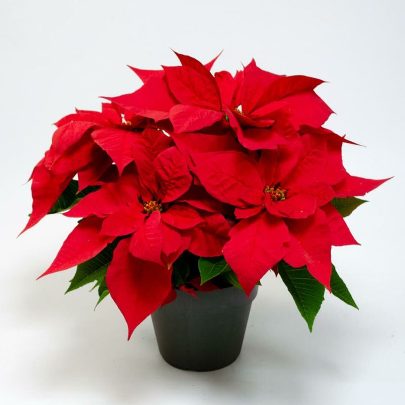 【お歳暮・クリスマス】赤いポインセチアの鉢植え