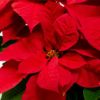 【お歳暮・クリスマス】赤いポインセチアの鉢植え