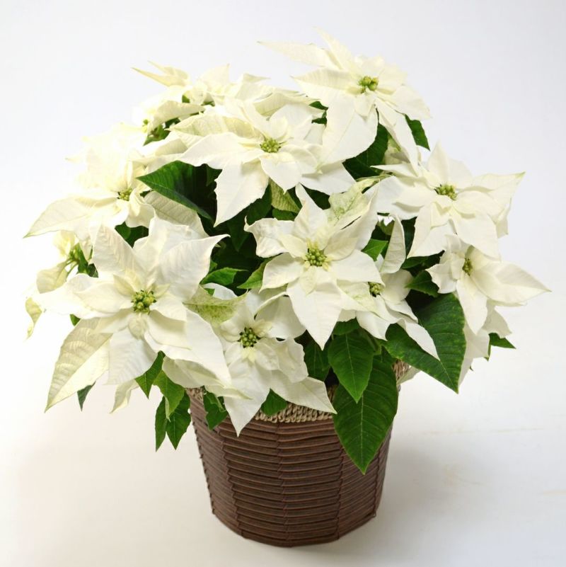 白いプリンセチアの鉢植え