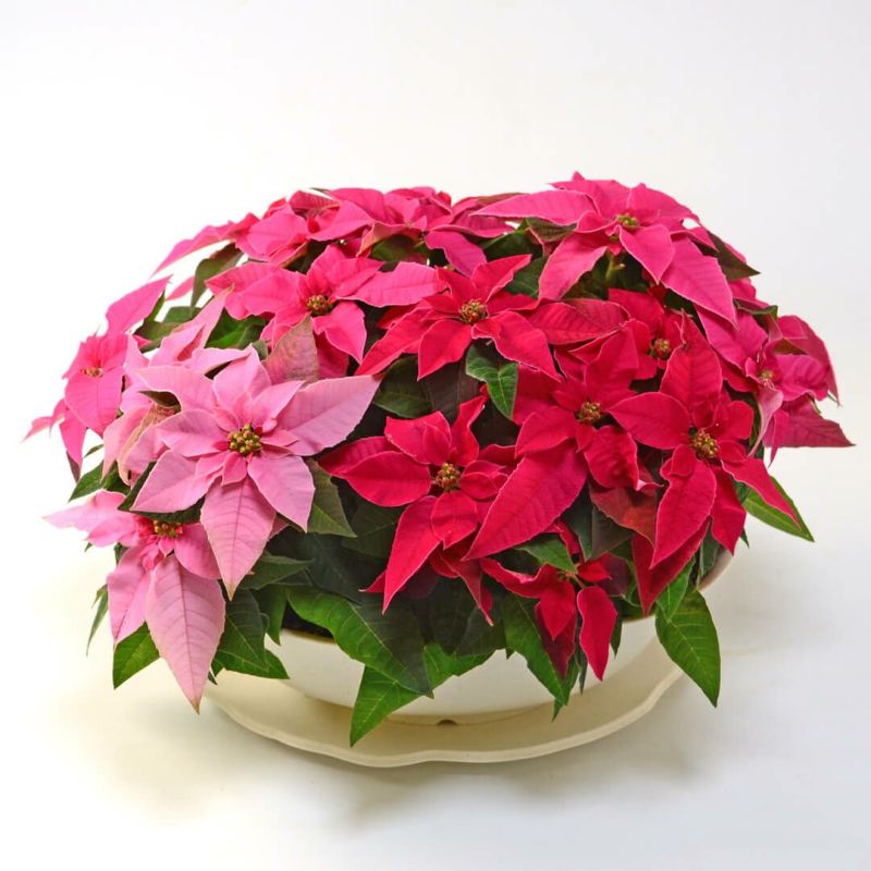 【お歳暮・クリスマス】ピンクのグラデーションのプリンセチアの鉢植え