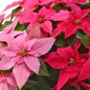 【お歳暮・クリスマス】ピンクのグラデーションのプリンセチアの鉢植え