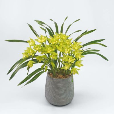 グリーンのアーチ型のシンビジュームの鉢植え