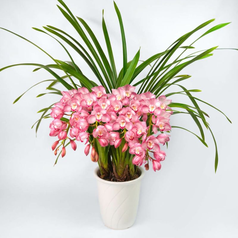 ピンクのアーチ型のシンビジュームの鉢植え