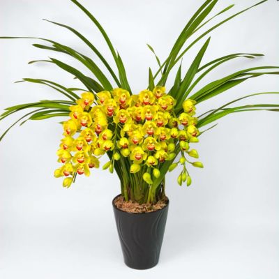 黄色のアーチ型のシンビジュームの鉢植え