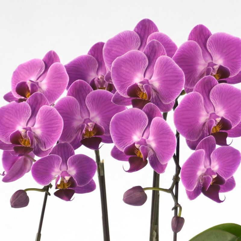 【母の日】紫がかった濃いピンクのミディ胡蝶蘭