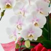 【母の日】ほんのりと淡いピンクグラデーションのミディ胡蝶蘭