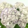 【母の日】紫の縁取りの白のハイドランジア（アジサイ）の鉢植え
