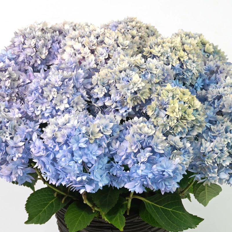 【母の日】淡いブルーから紫のグラデーションのハイドランジア（アジサイ）の鉢植え