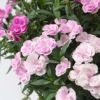 【母の日】濃いピンクや淡いピンクのカーネーションの鉢植え