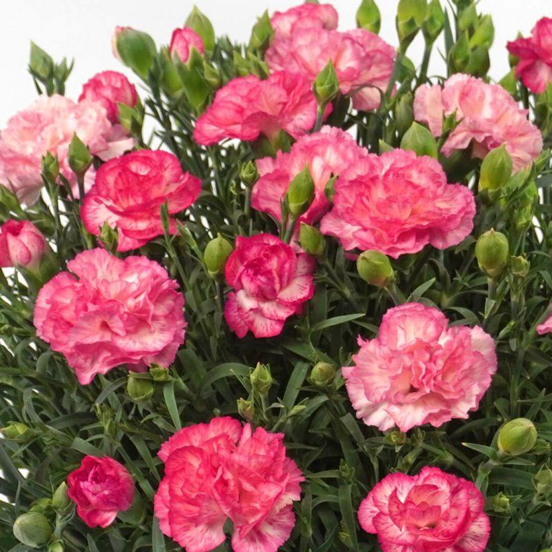 【母の日】ピンクと白の複色のカーネーションの鉢植え