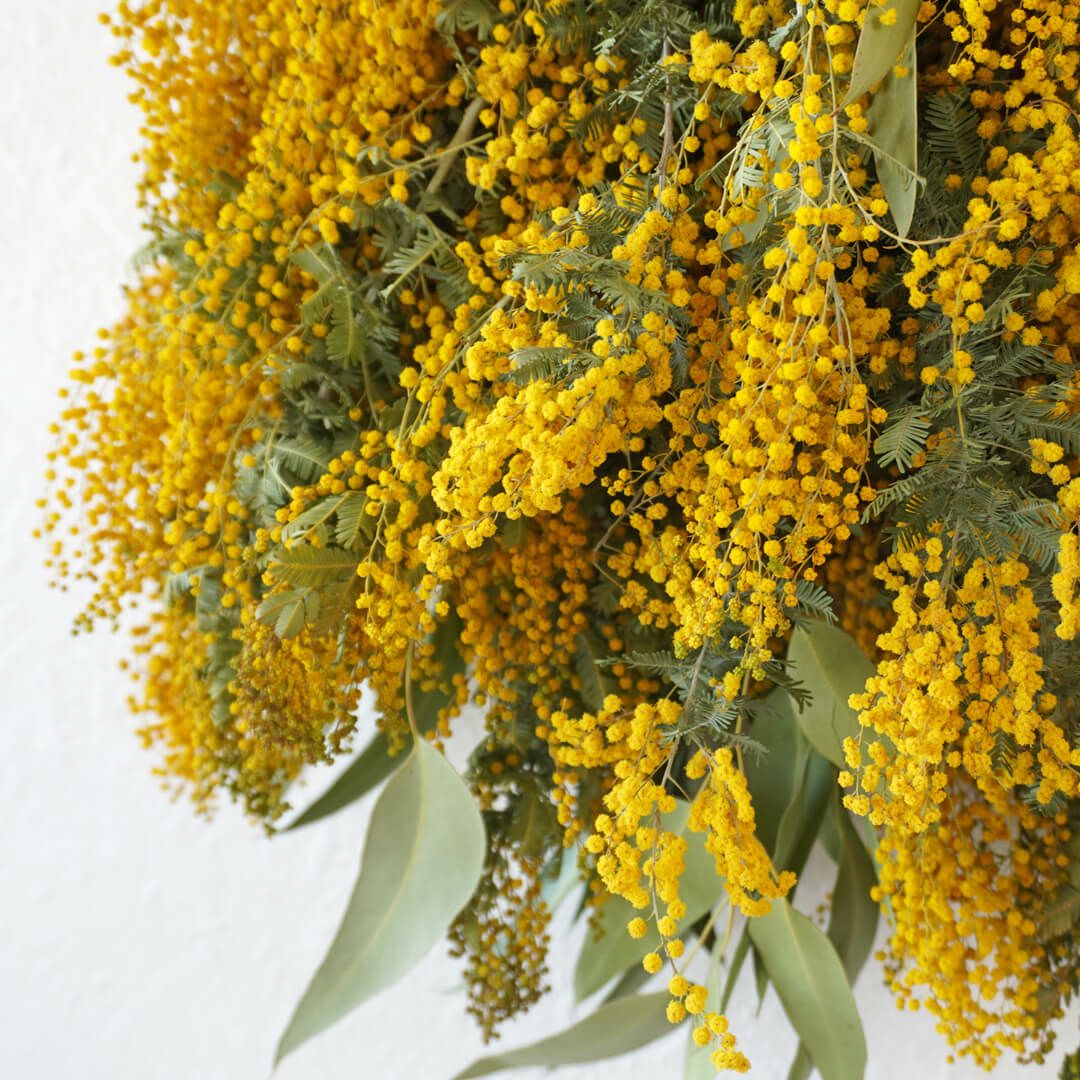 ミモザのドライフラワースワッグ｜青山花茂本店