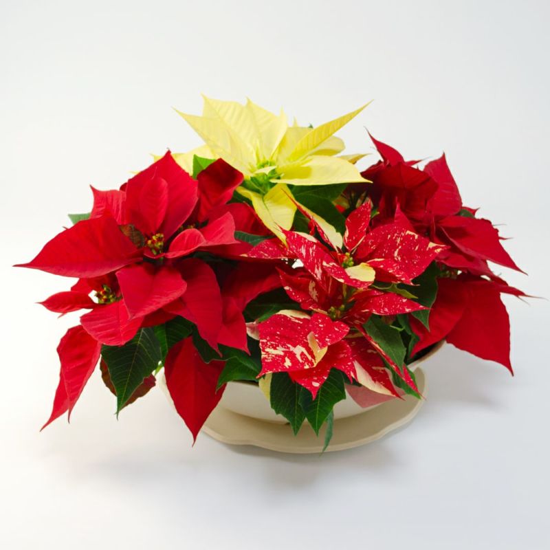 【お歳暮・クリスマス】テーブルサイズの3色のポインセチアの鉢植え