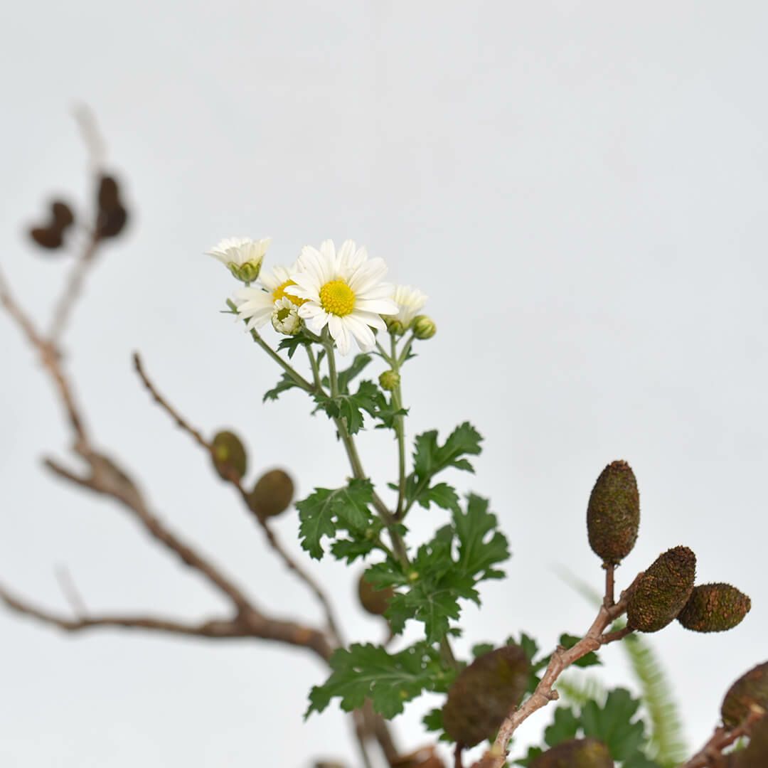 秋のいけばな花材＜榛の木・小菊・山しだ＞