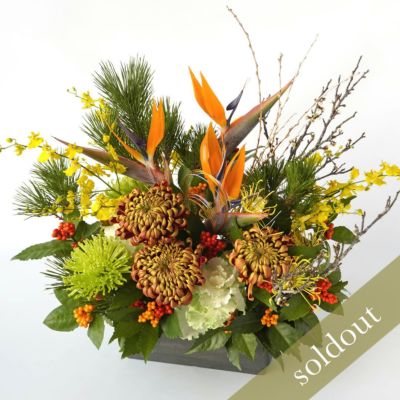 グラマトフィラム＜ヒヒマヌ＞（2本立）｜青山花茂本店