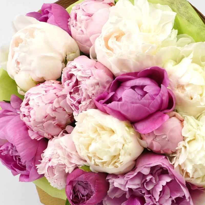 【母の日】濃いピンク、淡いピンク、白の3種の芍薬(ピオニー)の花束