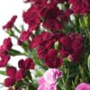 【母の日】鮮やかなピンク、赤みのあるピンク、深みのある赤のカーネーションの鉢植え
