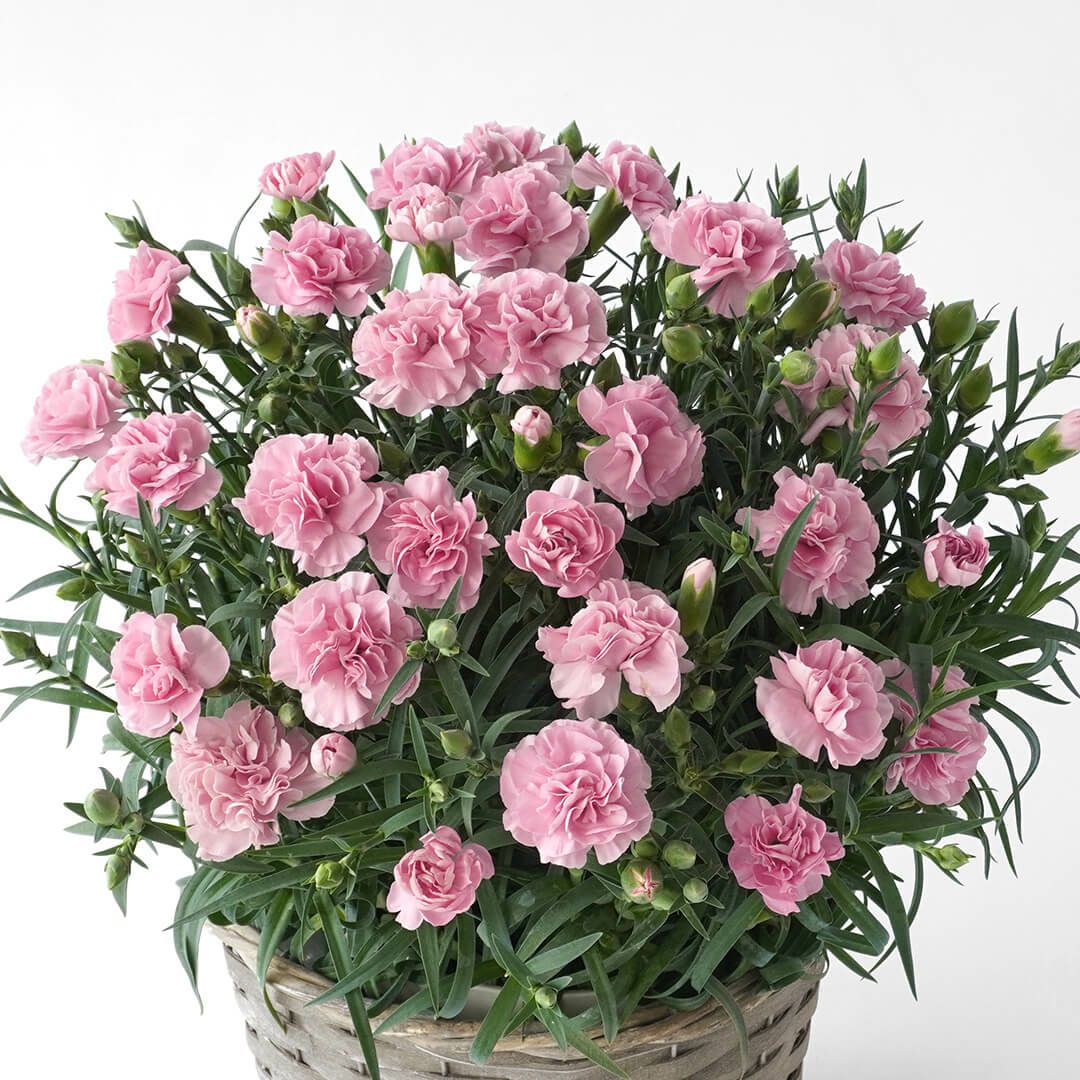 【母の日】やらわかな淡いピンクのカーネーションの鉢植え