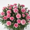 【母の日】濃いピンクと淡いピンクの複色のカーネーションの鉢植え