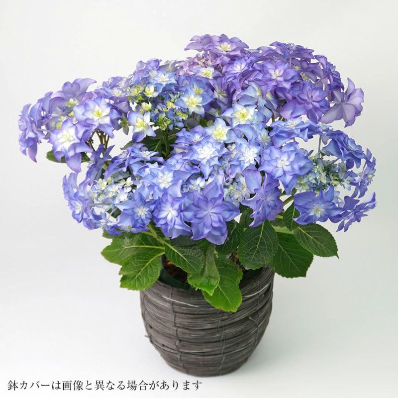 【母の日】ブルー系のグラデーションのハイドランジアの鉢植え