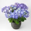【母の日】ブルー系のグラデーションのハイドランジアの鉢植え