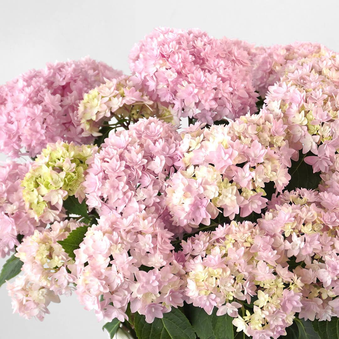 【母の日】淡いピンクのハイドランジアの鉢植え