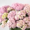 【母の日】淡いピンクのハイドランジアの鉢植え