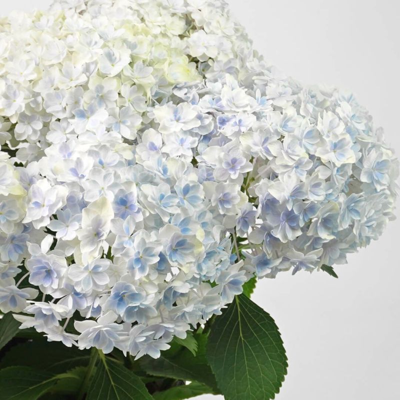 【母の日】淡いブルーのハイドランジアの鉢植え