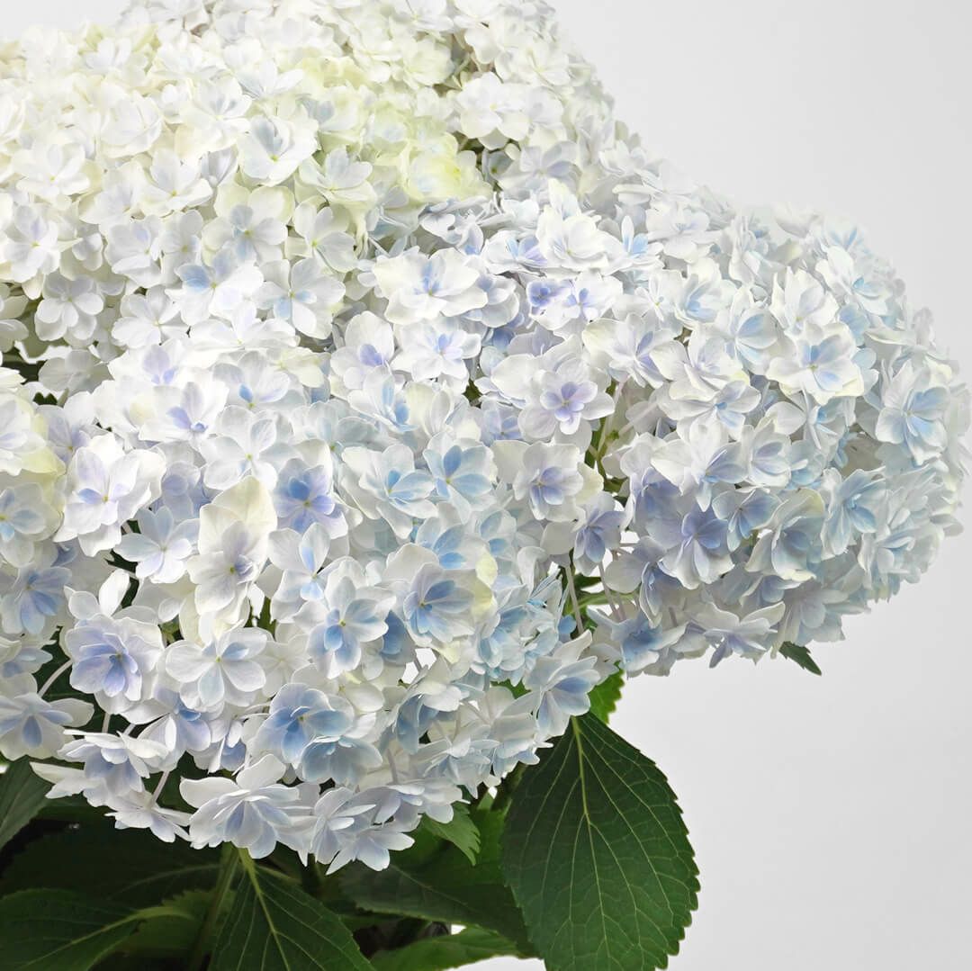 【母の日】淡いブルーのハイドランジアの鉢植え