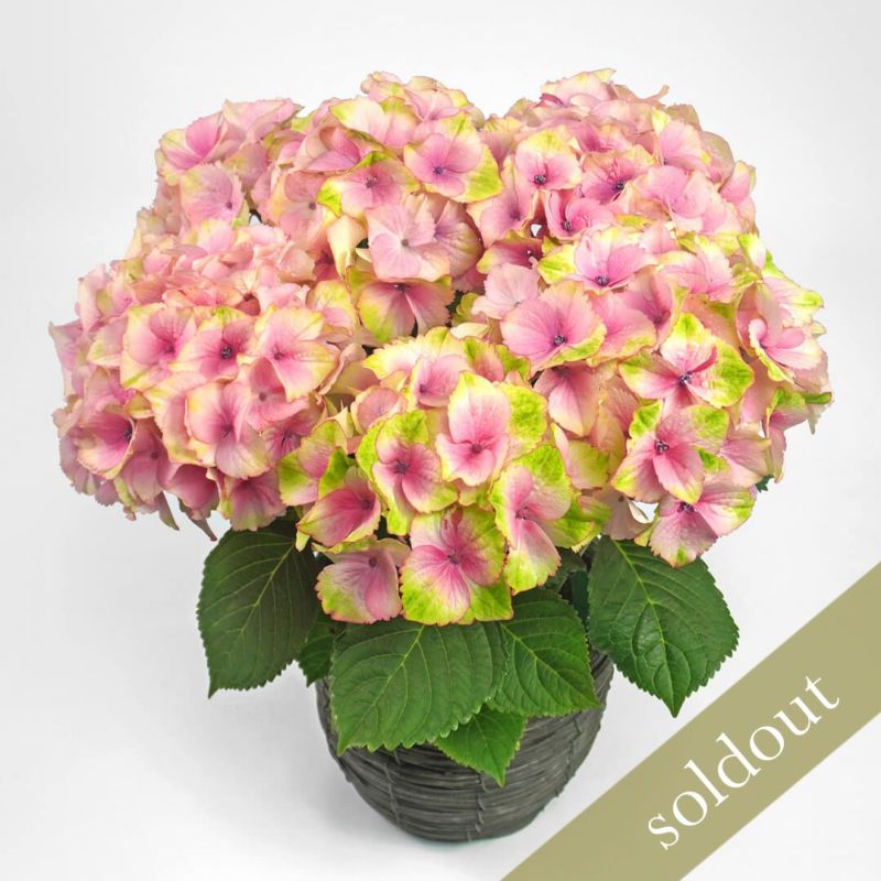 【母の日】明るいピンクとクリームイエローのハイドランジアの鉢植え