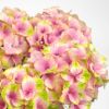 【母の日】明るいピンクとクリームイエローのハイドランジアの鉢植え