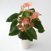 【母の日】淡いピンクのアンスリウムの鉢植え
