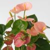 【母の日】淡いピンクのアンスリウムの鉢植え