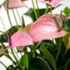 【母の日】ピンクがかった淡い紫色のアンスリウムの鉢植え