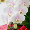 【母の日】ほんのりと淡いピンクグラデーションのミディ胡蝶蘭