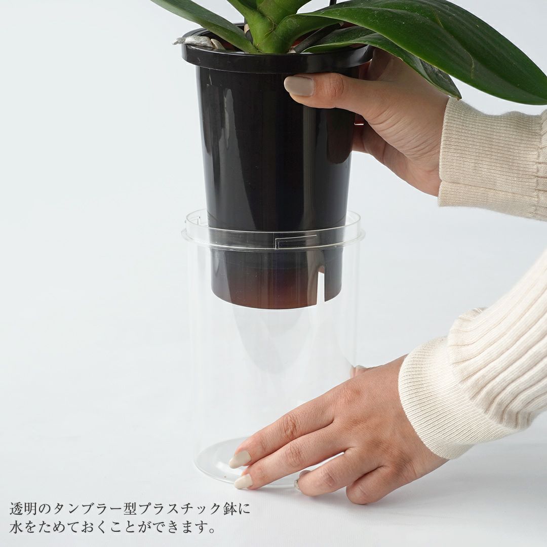 【母の日】ピンクとクリーム色のミディ胡蝶蘭